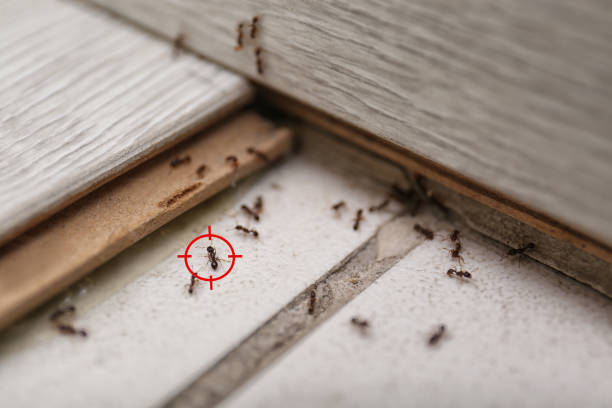 Best Rat Extermination Near Me  in Llington, MI