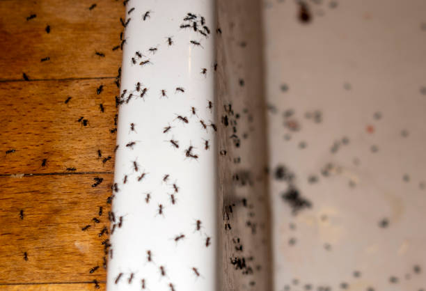 Best Pest Control Treatment  in Llington, MI